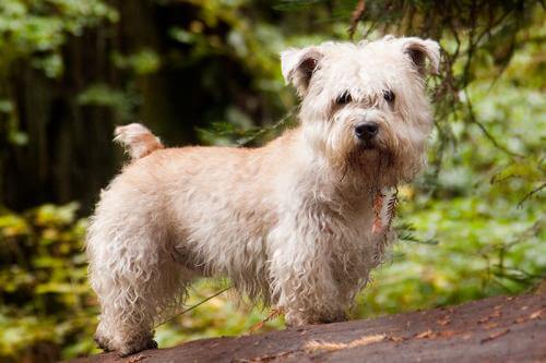 MOST QUIET DOG BREEDS
