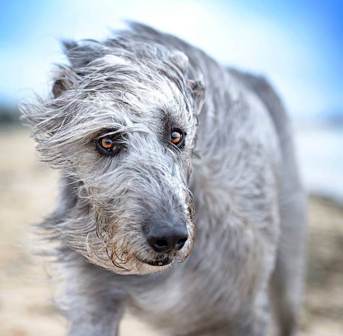 MOST QUIET DOG BREEDS