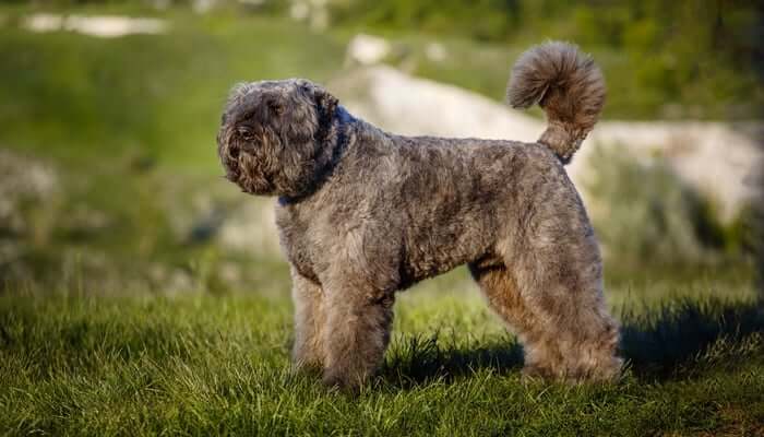 MOST QUIET DOG BREEDS