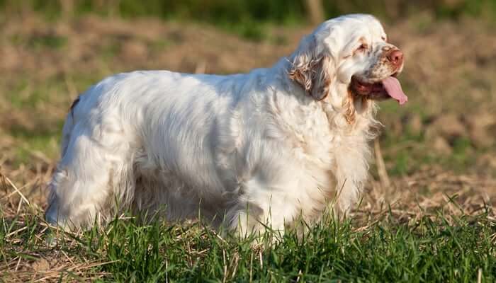 MOST QUIET DOG BREEDS