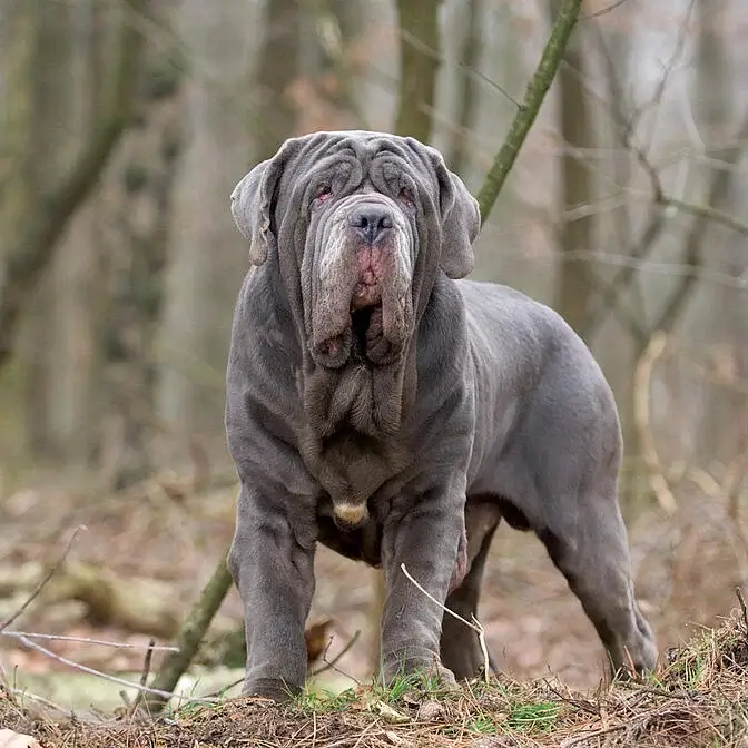 MOST QUIET DOG BREEDS