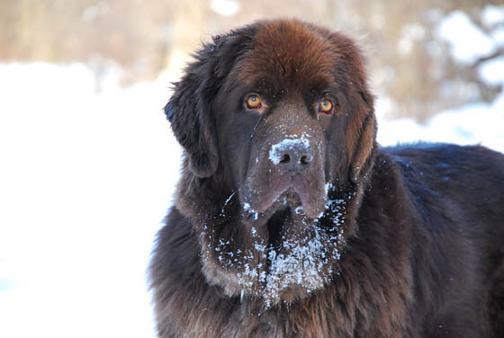 MOST QUIET DOG BREEDS