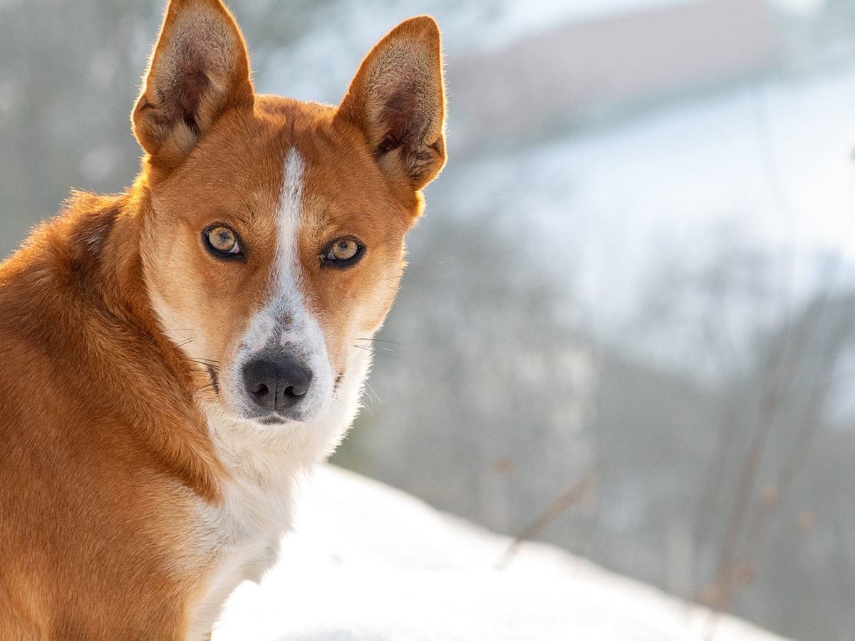 MOST QUIET DOG BREEDS