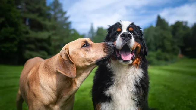 QUIET DOG BREEDS