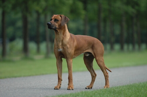 MOST QUIET DOG BREEDS