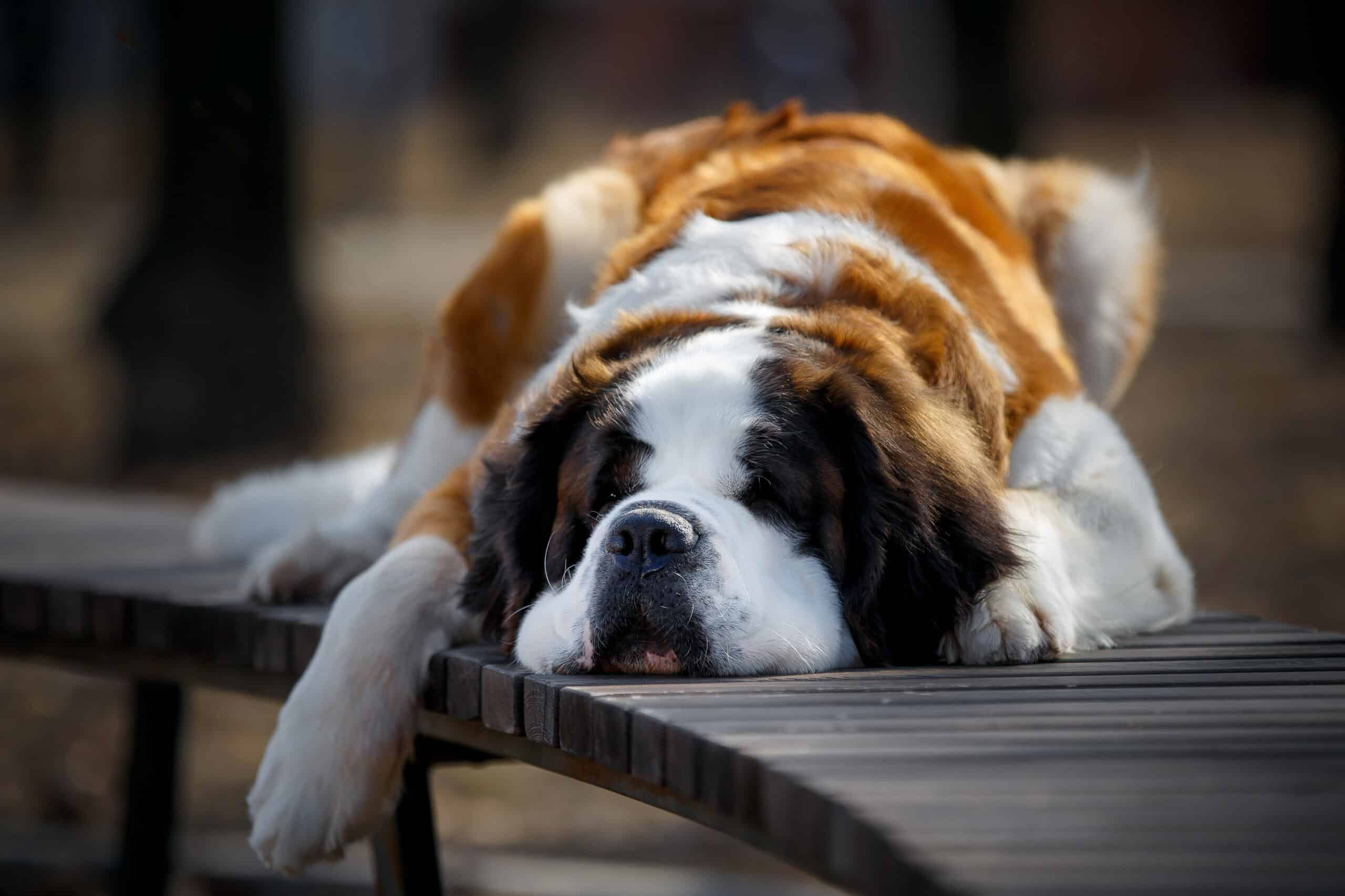 MOST QUIET DOG BREEDS