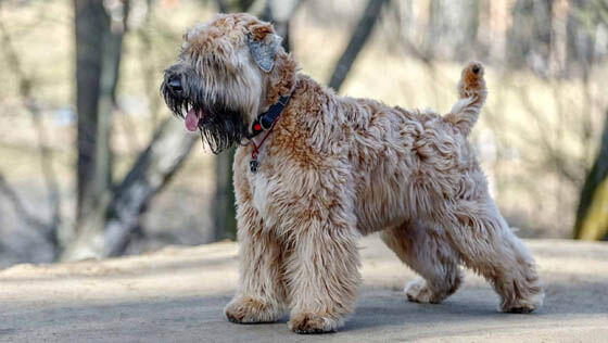 MOST QUIET DOG BREEDS