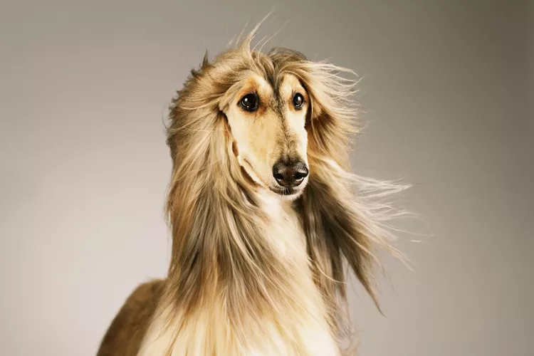 MOST QUIET DOG BREEDS