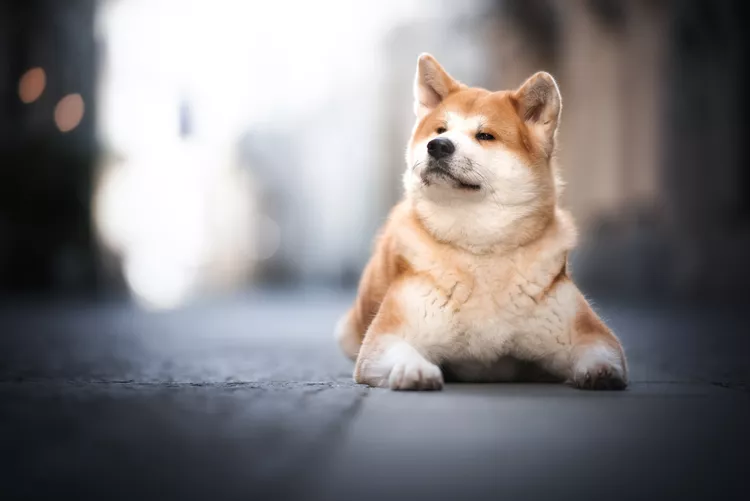MOST QUIET DOG BREEDS