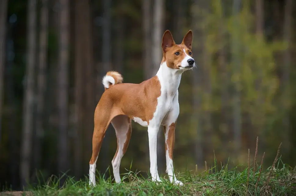 MOST QUIET DOG BREEDS