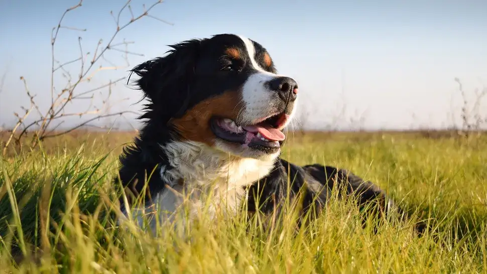 MOST QUIET DOG BREEDS