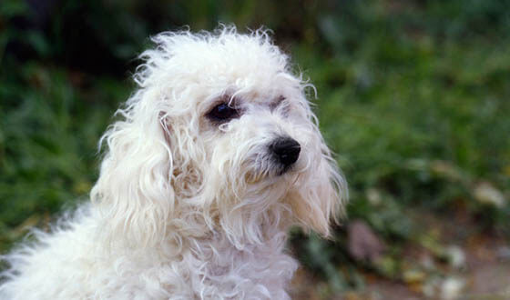 MOST QUIET DOG BREEDS