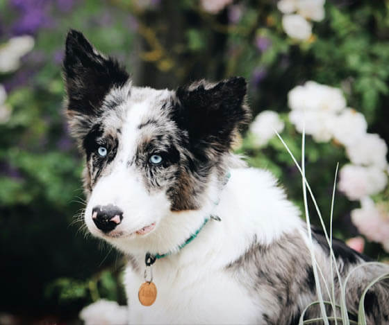 MOST QUIET DOG BREEDS