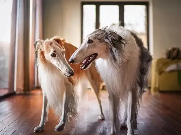 MOST QUIET DOG BREEDS