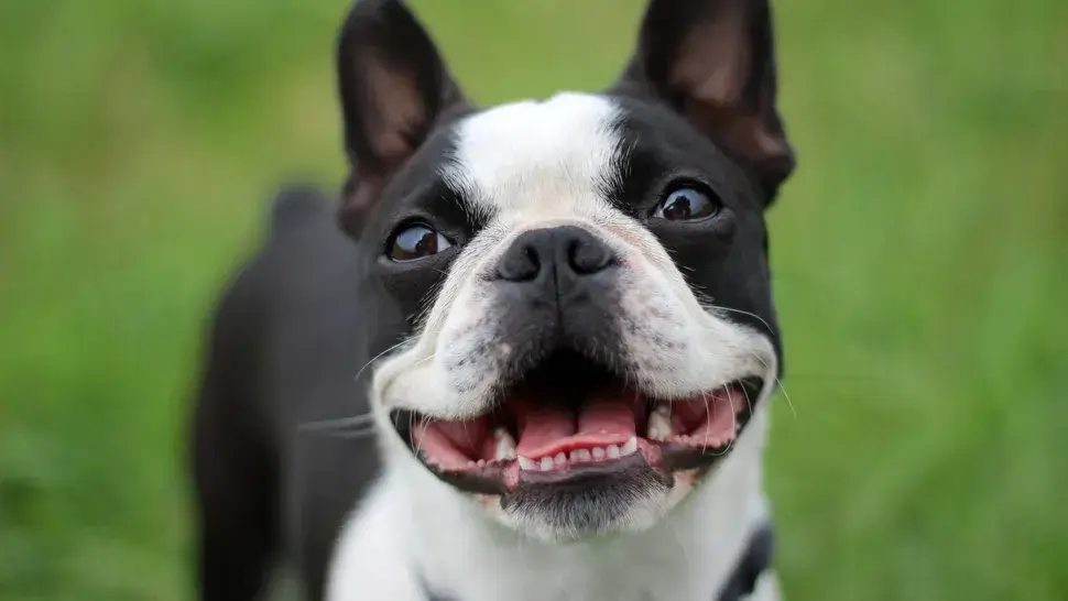 MOST QUIET DOG BREEDS