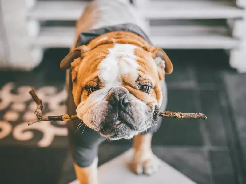 MOST QUIET DOG BREEDS