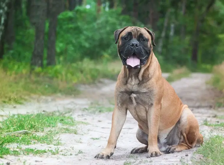 MOST QUIET DOG BREEDS