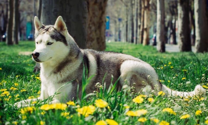 Dog Memory: Long-term, Short-term, General, Remembrance, Span