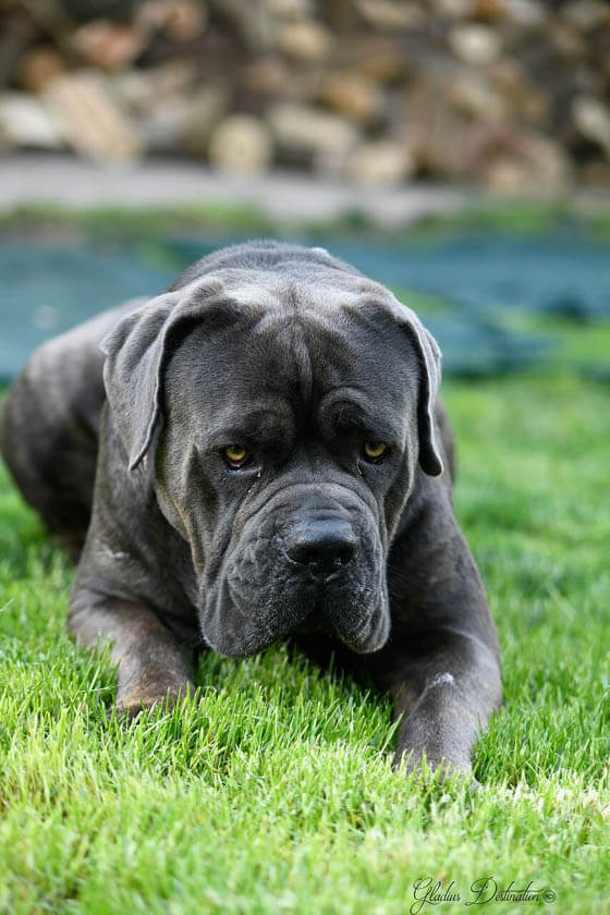 MOST QUIET DOG BREEDS