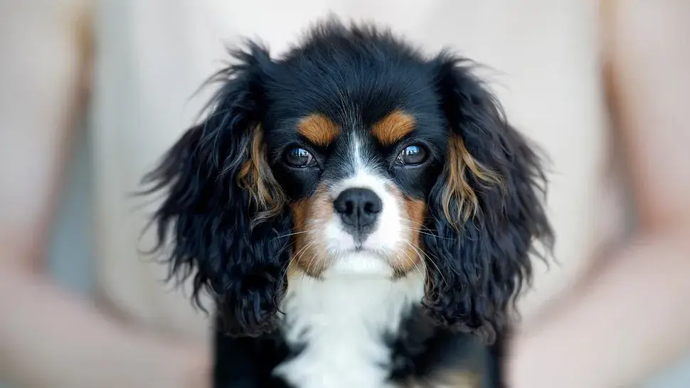 MOST QUIET DOG BREEDS