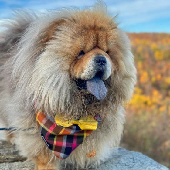 MOST QUIET DOG BREEDS