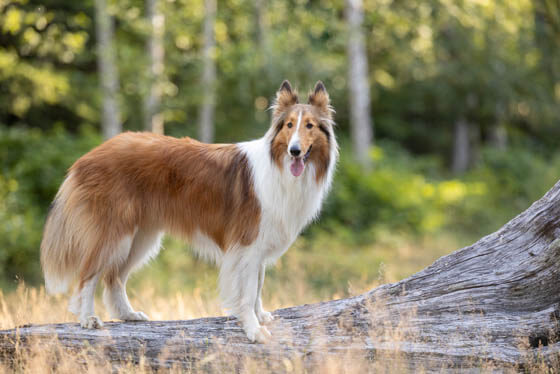 MOST QUIET DOG BREEDS
