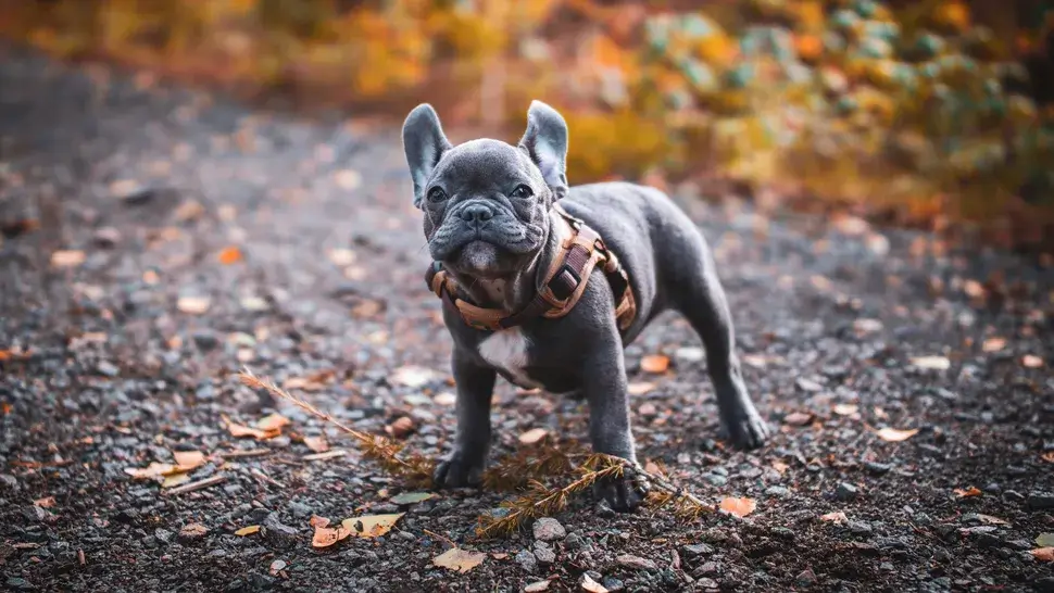 MOST QUIET DOG BREEDS