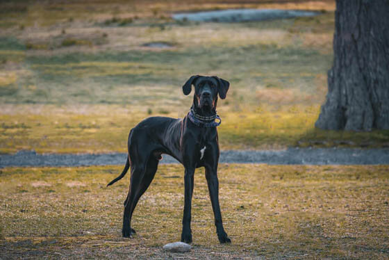 MOST QUIET DOG BREEDS
