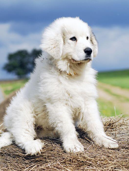 MOST QUIET DOG BREEDS