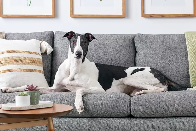 MOST QUIET DOG BREEDS
