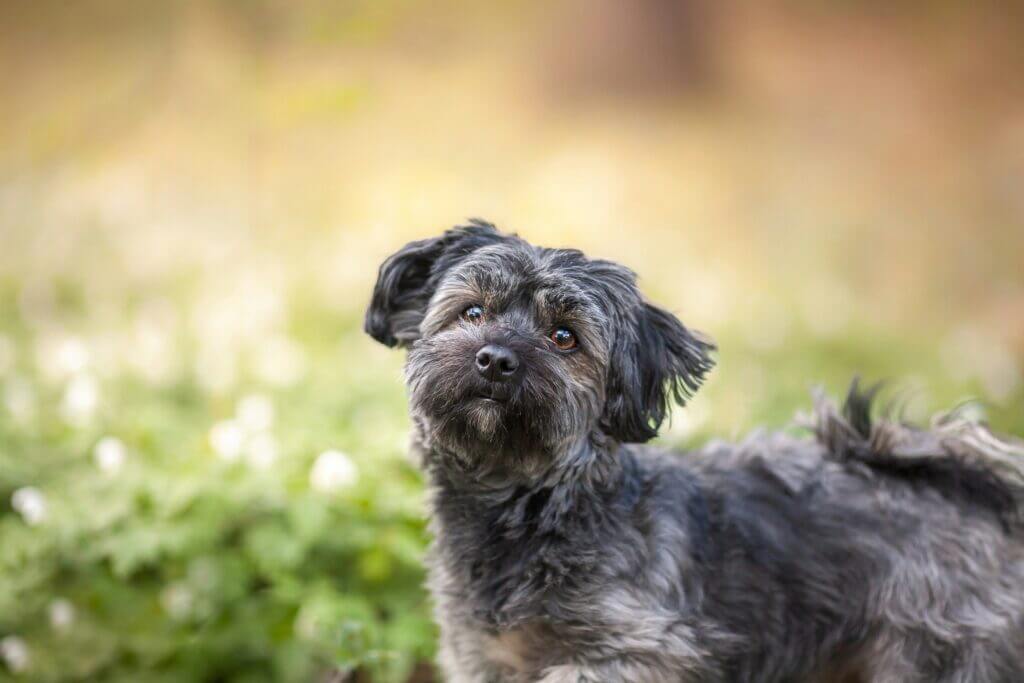 MOST QUIET DOG BREEDS