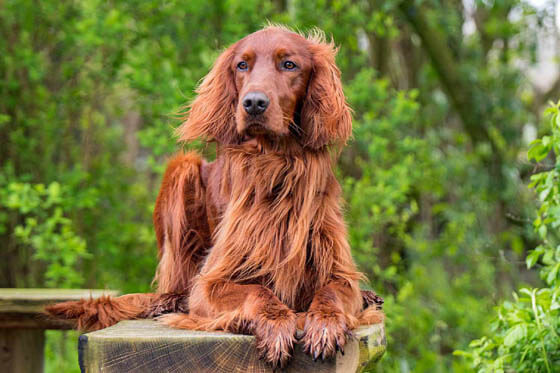 MOST QUIET DOG BREEDS