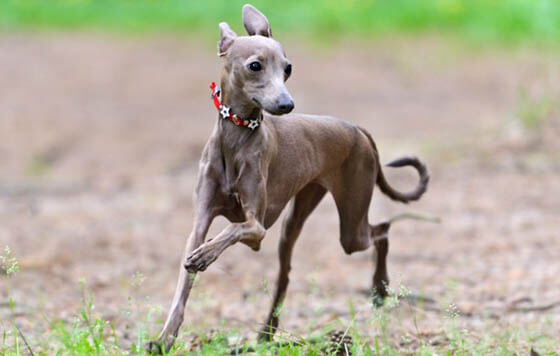 MOST QUIET DOG BREEDS