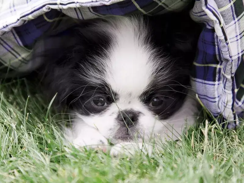 MOST QUIET DOG BREEDS