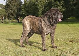 MOST QUIET DOG BREEDS