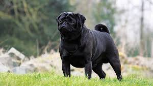 MOST QUIET DOG BREEDS