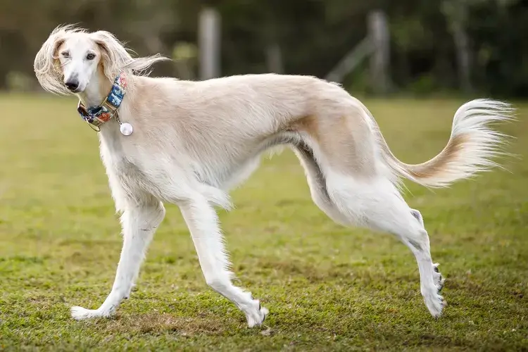 MOST QUIET DOG BREEDS