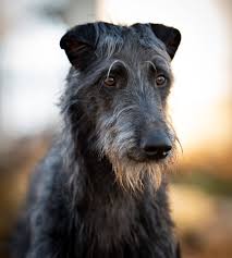 MOST QUIET DOG BREEDS