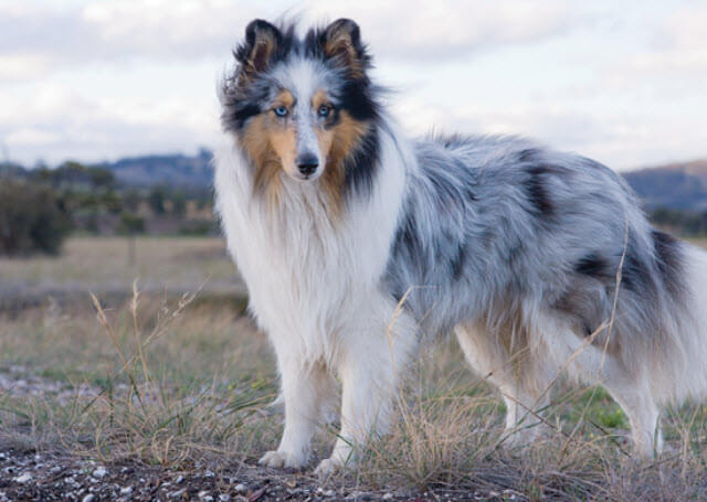 MOST QUIET DOG BREEDS