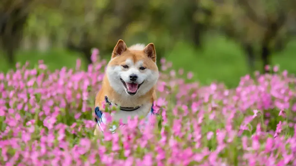 MOST QUIET DOG BREEDS