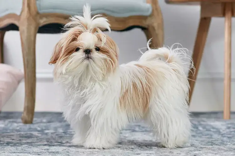 MOST QUIET DOG BREEDS
