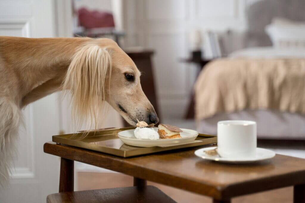 MOST QUIET DOG BREEDS