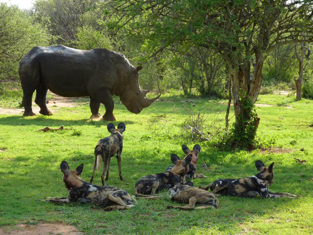 THE MYSTERIOUS AFRICAN WILD DOG - MYTHS & FACTS