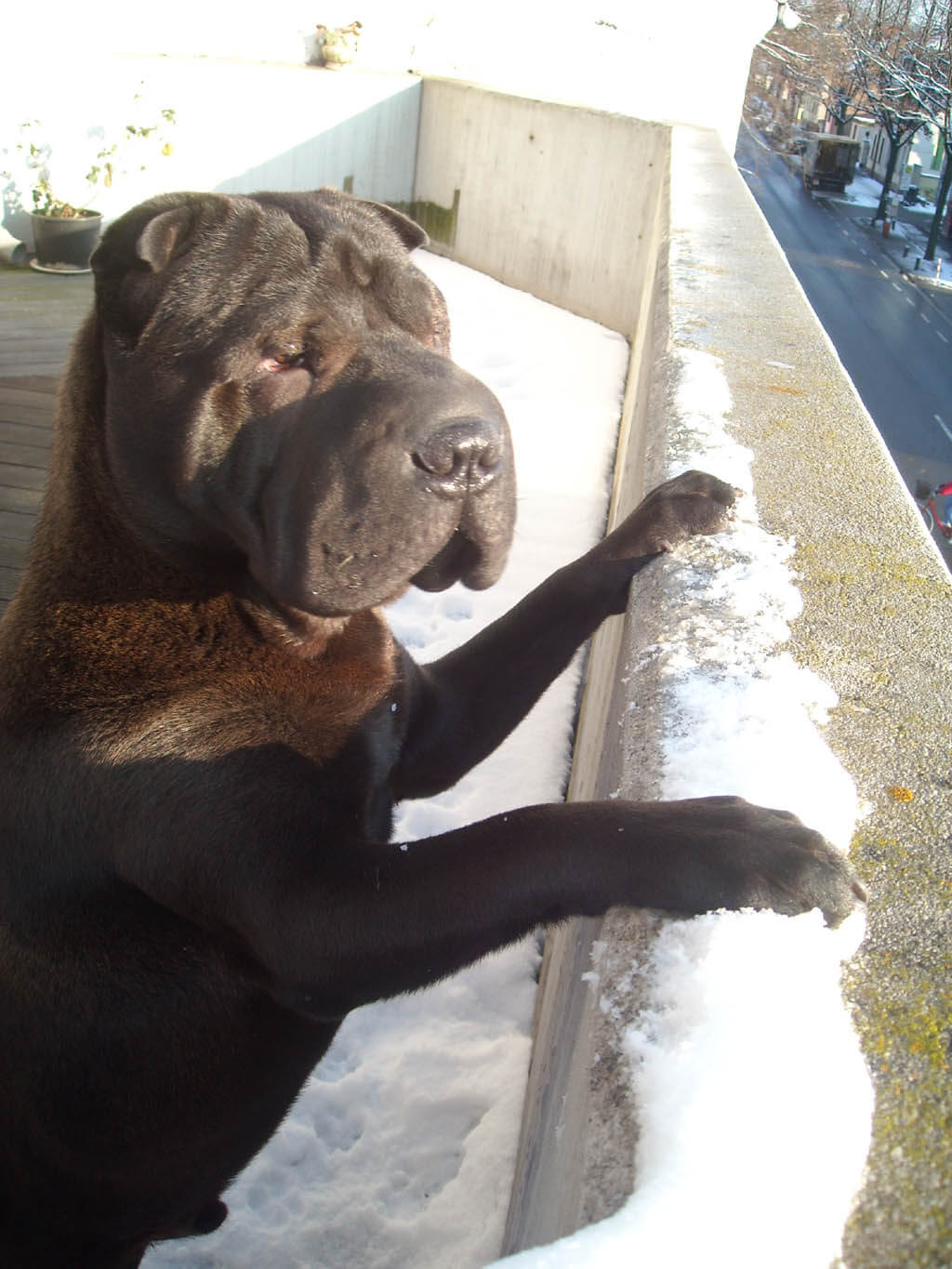 BEST GUARD DOG BREEDS