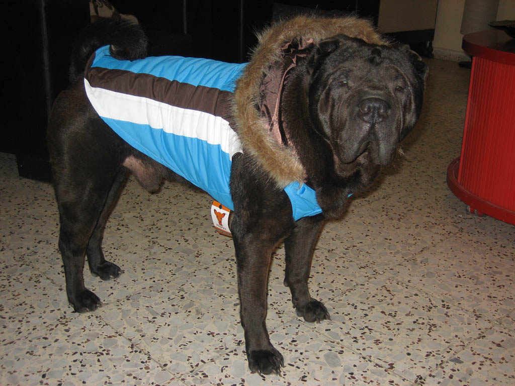 47 Secrets to Know before You Get a Dog