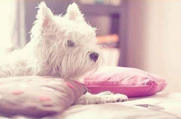 buy and sale dog and puppy