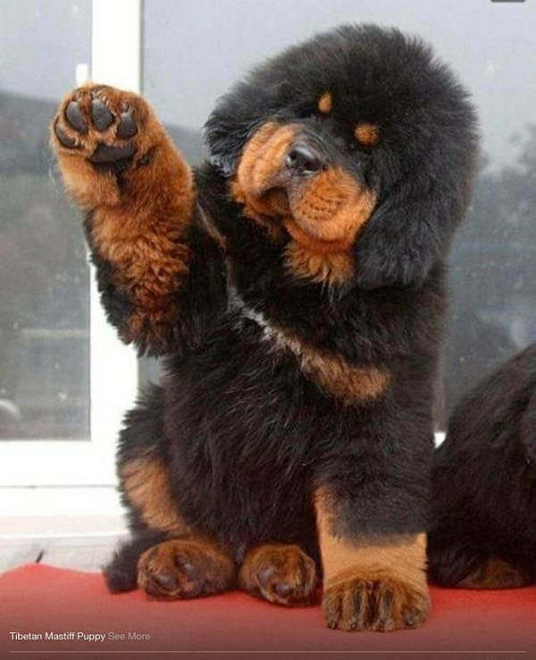 buy and sale dog and puppy