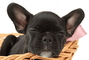 Puppy, Puppies for sale, Pup