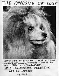 missing dog lost puppy