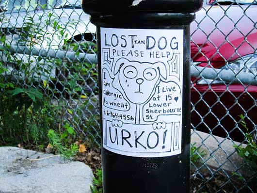 dog lost